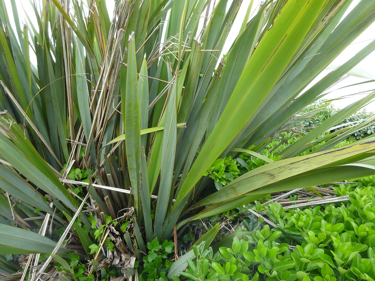 Yucca filamentosa (Asparagaceae)